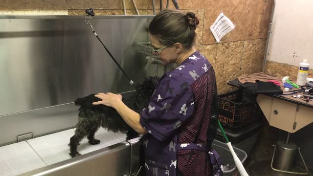 Dog Bathing 1