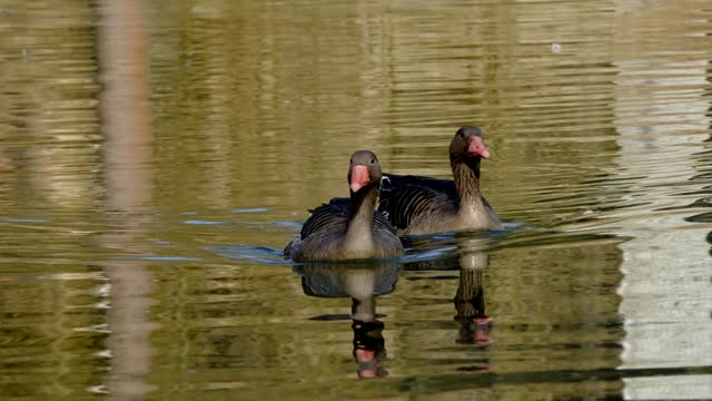 Do you believe? Birds love like a human