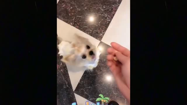 Cute TikTok Pets ♥ Cutest Pets