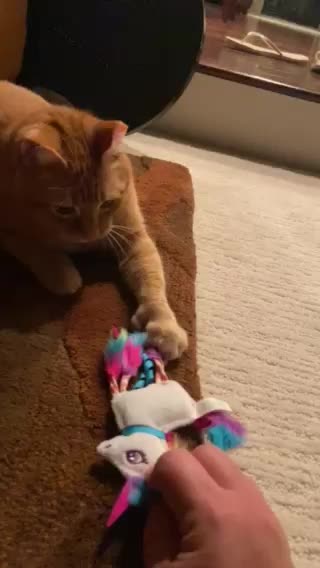 Cat play!