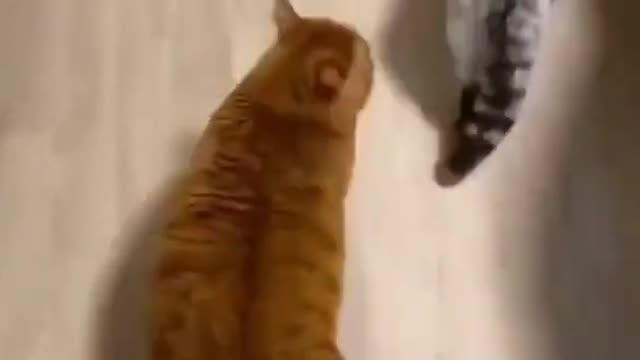 Come lets dance😂😂 funny cat video #shorts