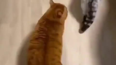 Come lets dance😂😂 funny cat video #shorts