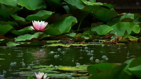 Tropical Rain Sounds & Relaxing Nature Video - Sleep/ Relax/ Study/ Meditate