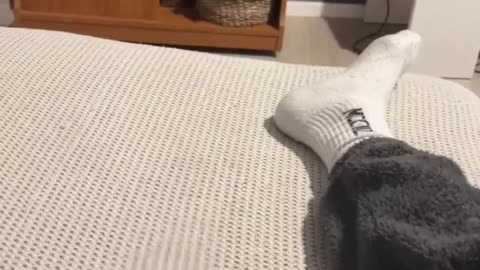 So you want a CAT- Are you sure-- 😻 #shorts 