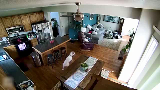 Boxer Turns House Into Personal Waterpark