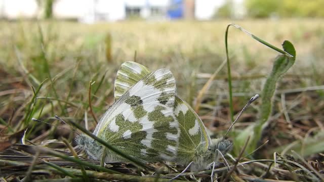 two beautiful butterflies