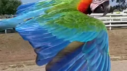 Low-altitude parrot flight