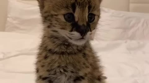 Baby caracal cats lovely