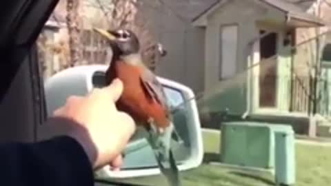 to get rid of a bird