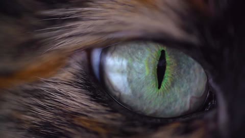 Cat Eye Macro