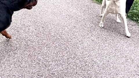 Rottweiler vs Labrador