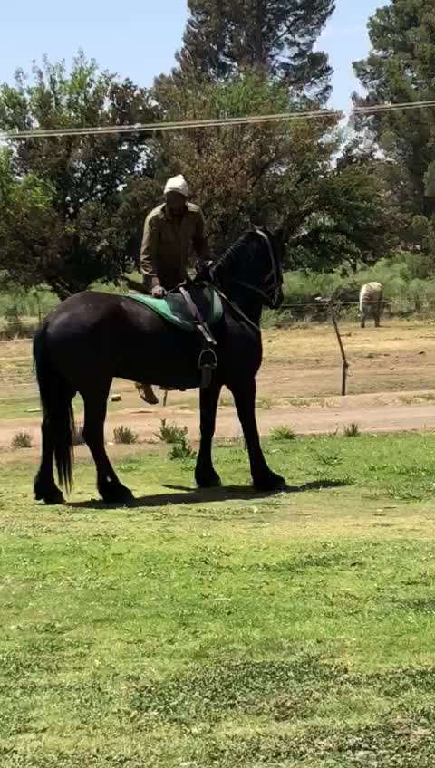 Wild horse 🐴 😂