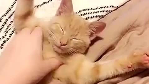 Cat in bed getting pet