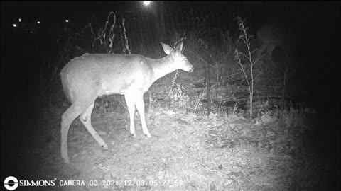 Backyard Trail Cam - Deer