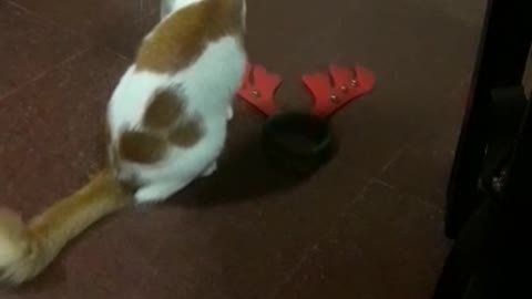 Orange white cat plays with holiday headbands