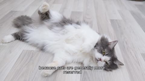 Cat funny video