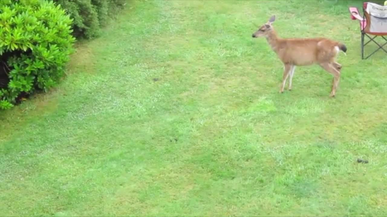 Playful Otter and Deer