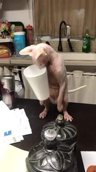 Cat playing with cup 😉🐯
