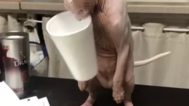 Cat playing with cup 😉🐯