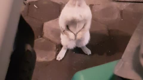 Cat Uses Best Manners to Beg