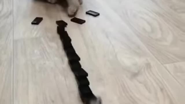 FUNNY CAT VIDEO