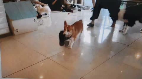 Welsh Corgi's Pranks