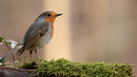 robin bird