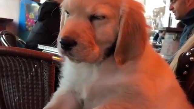 I'm the most lovely dog, beautiful