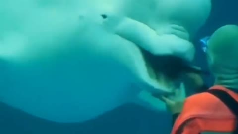 beluga whale