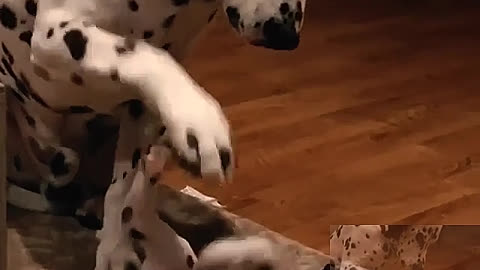 dalmatians