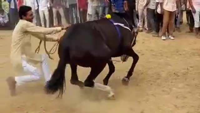 A beautifull hourse danceing zabrdast