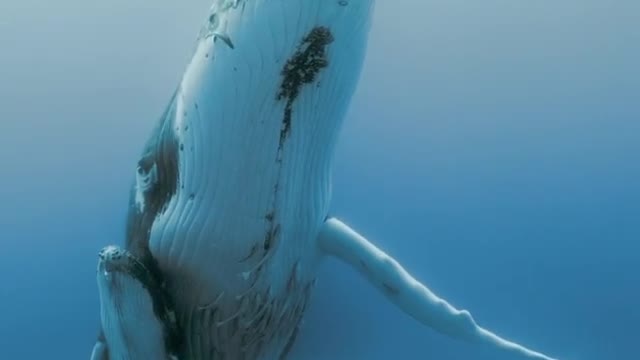 A female humpback whale protects her baby
