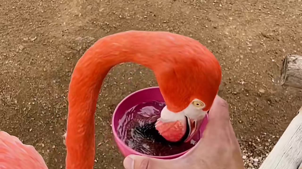 How fast flamingo drink water🫨 #cute #animals #flamingo #viral