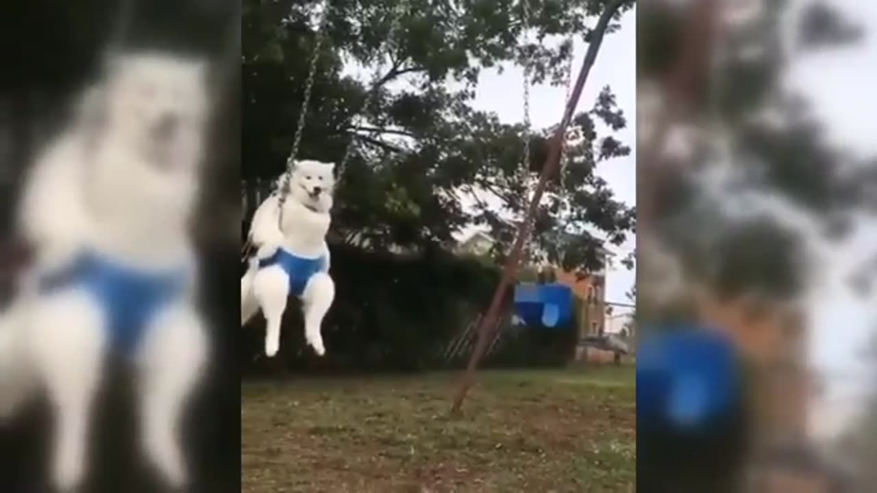 Funny Animal videos try not To laugh 2024