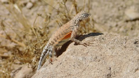 Greater Earless Lizard (Cophosaurus texanus) - female