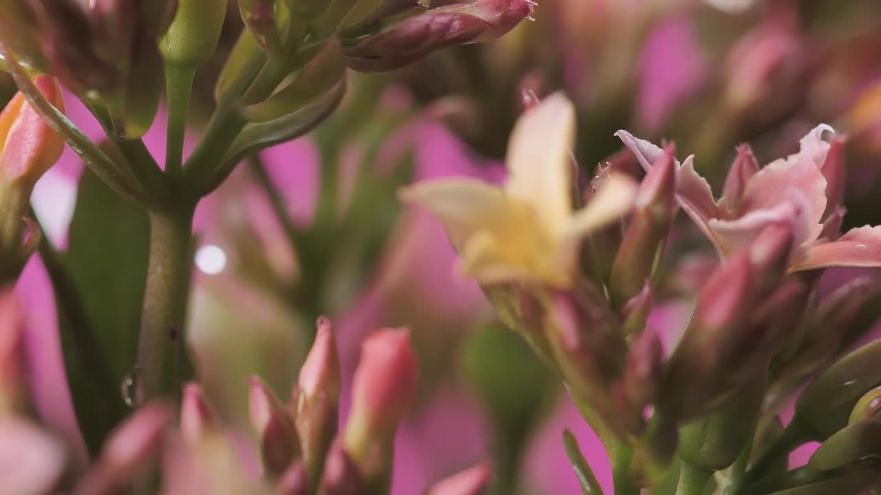 Flowers on a pink background focused on its details