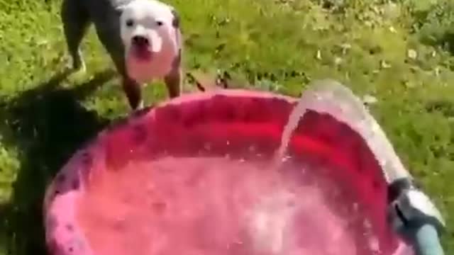 There are two types of dogs