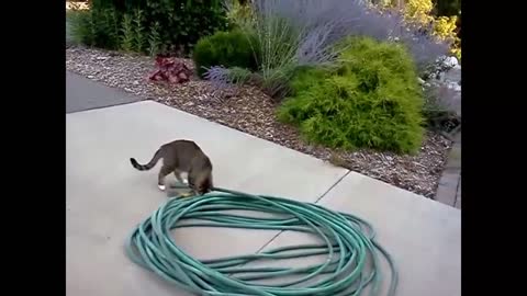 Cat playing with chipmunk