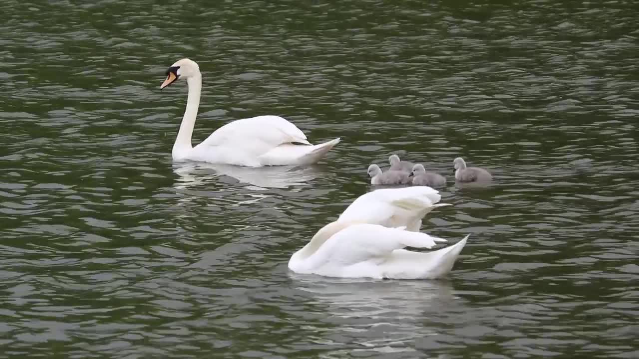 swans following mom