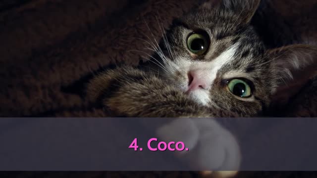 Top 10 cutest names for cats