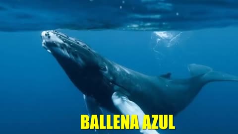 The 10 largest animals in the world.😯😮
