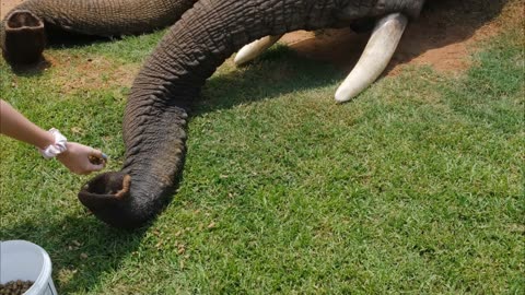 People feeding the elephants