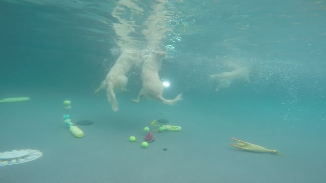 Golden Retrievers jump in and dive underwater for toys