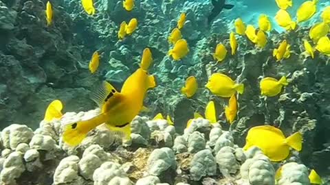 underwater#yellowtang