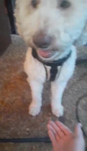 Willie Sit And Shake