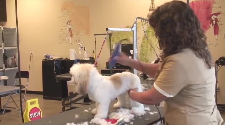 how to groom a shaggy haired dog