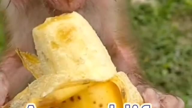 Look at the monkey baby, how delicious the banana is