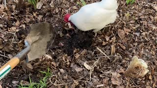 Chicken Helping to Dig for Worms