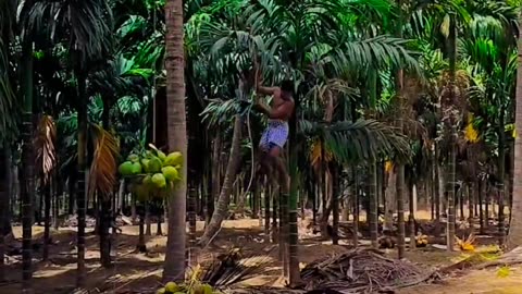 Coconut 🥥 cutting to coconut tree 🌴