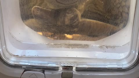 Hermes the Sulcata Tortoise Wants to Use New Cat Door